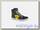 Кеды Dainese STREET BIKER D-WP 725 ANTRACITE/YELLOW
